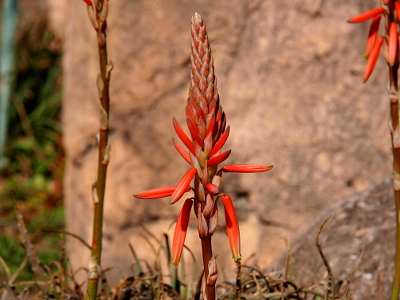 [The thin tubular orange blooms of this plant are slowly unfolding from the center stalk. The top of the stalk is still tightly packed, but the lower blooms are either out to the side or downward. All leaves are below this stalk portion of the plant.]